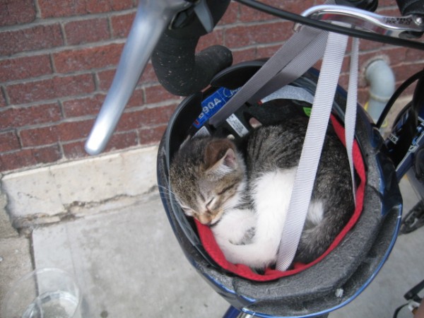 cat-sleeping-bicycle-helmet-600x450